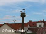 Hnízdo čápa bílého v Bělotíně