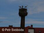 Hnízdo čápa bílého v Bělotíně