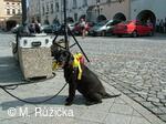 Stavění máje v Příboře 2010